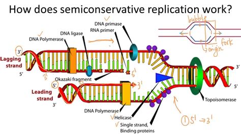 steps of semiconservative replication